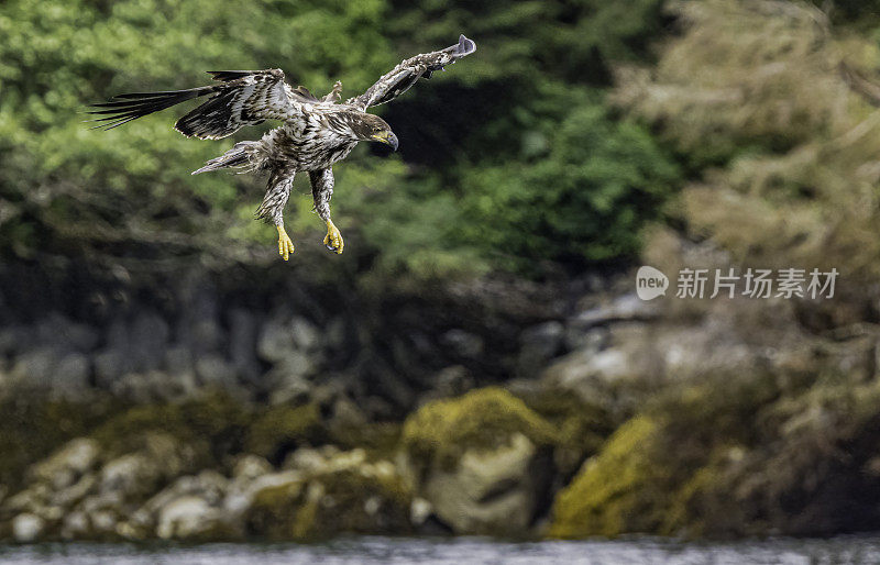 白头鹰(Haliaeetus leucocephalus)是一种发现于北美的猛禽。位于查塔姆海峡巴拉诺夫岛卡斯尼库湾的隐藏瀑布。阿拉斯加。一只飞翔和钓鱼的少年。